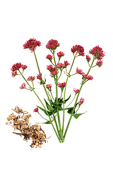 Image showing Red Valerian Herb Plant with Dried Root