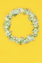 Image showing Elderflower Summer Wildflower Wreath