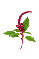 Image showing Amaranthus Plant with Red Flower Amaranth Seed