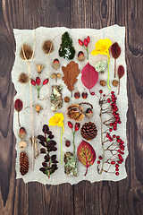 Image showing Autumn Nature Study with Flora Fauna and Fruit