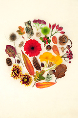 Image showing Vivid Autumn Nature Leaves Flowers Fruit and Nuts Composition