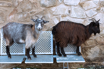 Image showing cute goats on metallic bench