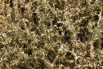 Image showing damage made by box tree moth on foliage