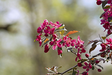 Image showing japanese cherry in bloom