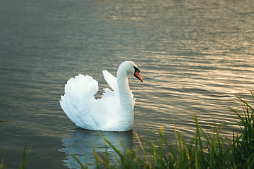 Image showing white swan on lake at dawn