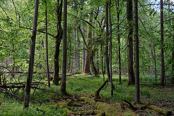 Image showing Rich deciduous forest in springtime light
