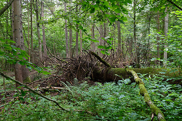 Image showing Partly declined broken oak roots