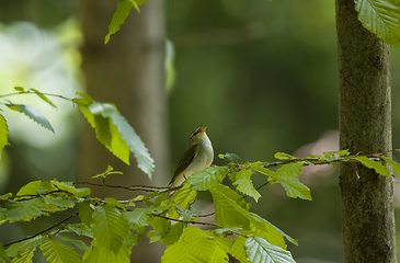 Image showing Wood Warbler(Rhadina sibilatrix) calling on hornbeam branch