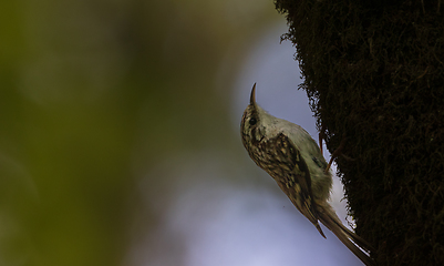 Image showing Tree cripeer (Certhia familiaris) closeup with fuzzy background