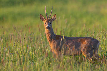 Image showing Roe Deer(Capreolus capreolus) male in spring