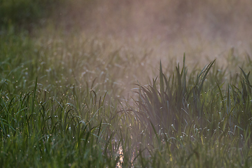 Image showing Mist over grass and reed