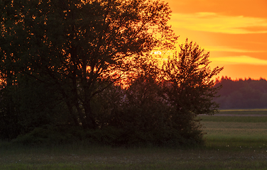 Image showing Vivid susnset with trees in foreground