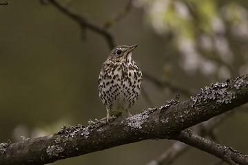 Image showing Song thrush (Turdus philomelos) in spring