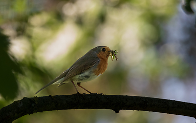 Image showing European robin (Erithacus rubecula) holding prey