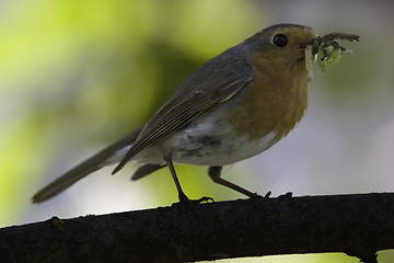 Image showing European robin (Erithacus rubecula) holding prey