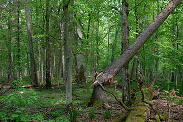 Image showing Rich deciduous forest in springtime ligh