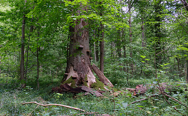 Image showing Summertime deciduous stand with old broken spruces