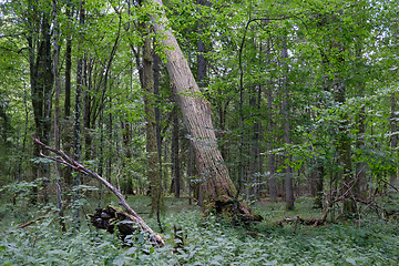 Image showing Rich deciduous forest in springtime ligh