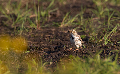 Image showing Skylark( Alauda arvensis) with prey