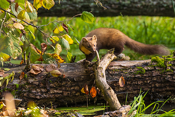 Image showing Pine Marten (Martes martes) close to water