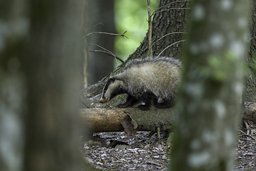 Image showing Badger(Meles meles) next to stump