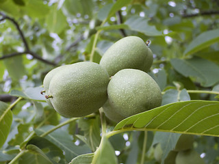 Image showing walnut tree