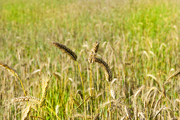 Image showing ripe rye