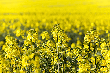 Image showing flowering rape