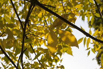 Image showing poplar autumn