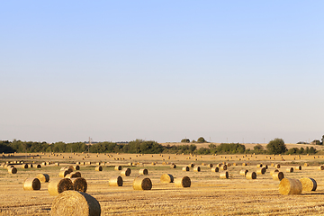 Image showing agricultural field