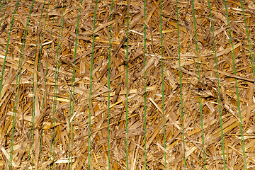 Image showing straw of wheat