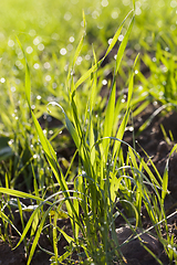 Image showing green grass