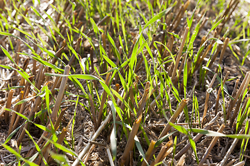 Image showing autumn field