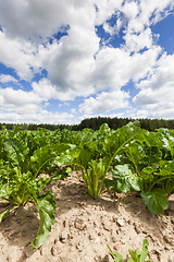 Image showing green beet tops