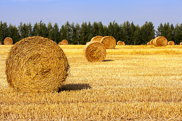 Image showing many straw stacks