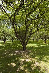 Image showing Deciduous trees