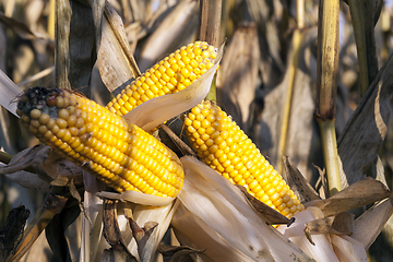 Image showing several yellow corn