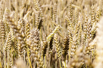 Image showing yellowed cereals