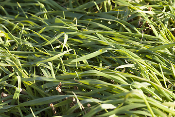 Image showing green sprouts of grass