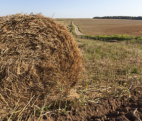 Image showing stack of straw