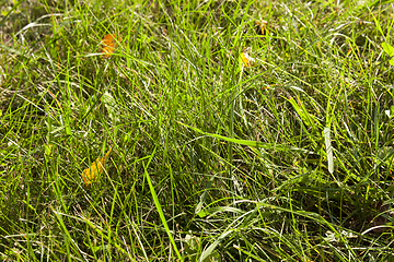 Image showing green grass