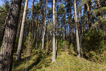 Image showing autumn forest, landscape