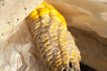 Image showing yellow corn