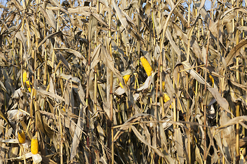 Image showing corn cob