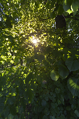 Image showing Deciduous trees