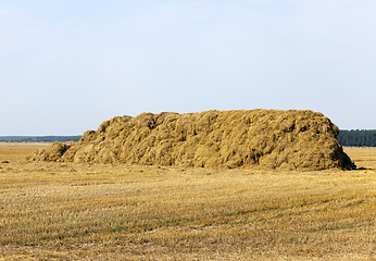 Image showing long stack of straw