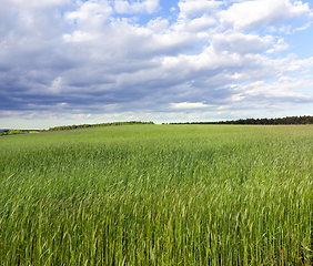 Image showing summer landscape