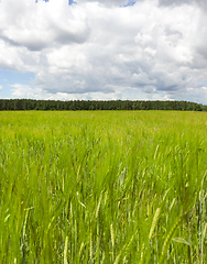 Image showing agricultural field