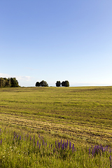 Image showing summer landscape