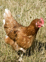 Image showing Hen